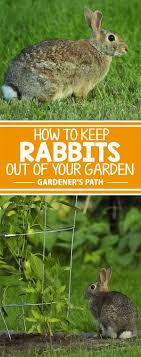 They are easy to grow and maintain and add to the beauty of your garden. How To Keep Rabbits Out Of The Garden Gardener S Path