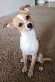 Searching the internet for information on chihuahua jack russell terrier mix puppies for sale is one of the best ways to find the right breeders, whether you are looking for purebred or mixed breed dogs. Jack Chi Dog Breed Information And Pictures