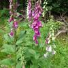 Vingerhoedskruid, ook wel digitalis genoemd, zijn planten die bijen en hommels lokken. Https Encrypted Tbn0 Gstatic Com Images Q Tbn And9gcs7uzdabgjdchglcrg4j4adojoomme4wz6uabbmh5jluzj1v9mu Usqp Cau