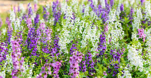 The time to decide on the species is long before you go to the nursery to buy. Five Tough Summer Plants That Will Survive The Texas Heat