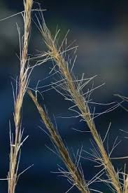 Image result for Aristida diffusa