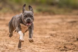Pitbull Dog Took The Life Of His Elderly Woman - Lucknow News