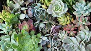 Succulent Wallpapers Wallpaper Cave Find the best high resolution desktop wallpaper on wallpapertag. succulent wallpapers wallpaper cave
