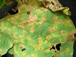 Image result for mildew on cucumbers