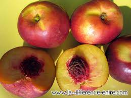 Quelle Est La Difference Entre Brugnon Et Nectarine