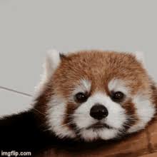 Caretakers allow her to nurture the cubs until they get old enough to be examined and eventually let. Red Panda Gifs Tenor