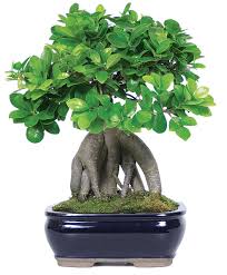 Ginseng Grafted Ficus Indoor Bonsai Outlet Bonsai Trees For Sale Bonsai Tree Ficus Bonsai Tree