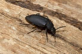 Basement Black Beetle Bug In House Black Beetles Facts Harms Causes And Safety Measures Pest Wiki