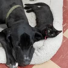 Check spelling or type a new query. Chelle S Family Pet Center Home Facebook