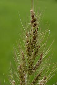 Image result for Echinochloa