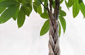 Check the soil to see how far down it's dry to determine when you need to water a money tree. 9 Tips For Encouraging Bigger Taller Money Trees The Healthy Houseplant