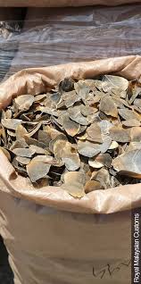 Customs a residential address in lagos arresting three suspects and seizing 196 sacks containing 7,137 kg of pangolin scales, 4.6 kg of pangolin claws and 846.34 kg of ivory. Malaysian Authorities Seize Record 6 Tons Of African Pangolin Scales