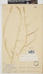 Image result for Centropodia glauca