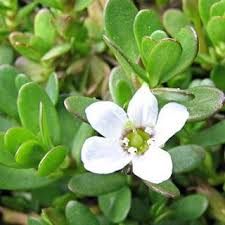 Image result for Bacopa