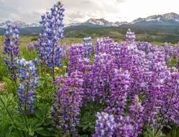 Wildflowers in grand junction co. Wildflowers Are Popping Off Best Places In Summit County To View Them Summitdaily Com