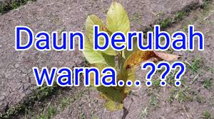 Jambu ini juga merupakan salah satu jenis jambu yang lesat serta populer dikalangan masyarakat. Daun Jambu Kristal Berubah Warna Kuning Ini Cara Mengatasinya Youtube