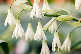 Image result for Canthium glaucum