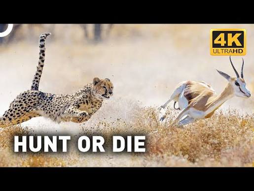 Epic Footage Of Cheetah Chasing Antelope! | Wild Ones Episode 2 - YouTube