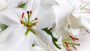 I think this is enough to show. A Close View Of Flowers With White Petals When Someone Dies Deceased Petals