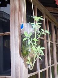 Pour pebbles and potting soil into the bottle for internal drainage. Having Fun At Home Upside Down Tomato Plant
