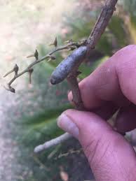 Image result for Tridactyle tridactylites