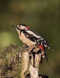 Black And White Spotted Bird Feather Great Spotted Woodpecker Spotted Woodpecker Woodpecker Bird Photography