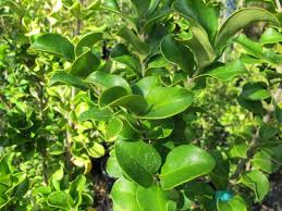 Image result for Lythrum rotundifolium