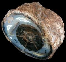 Slice Of Petrified Wood The Mineral And Gemstone Kingdom Minerals And Gemstones Petrified Wood Minerals