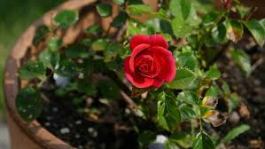 Mickey watson, daryl clark and michael swisher. Rooting Roses In Potatoes A Complete Guide Happy Diy Home