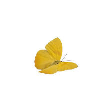 Yellow Butterfly Liked On Polyvore Yellow Butterfly Png Icons Cute Icons