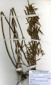 Image result for Haumaniastrum