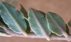 Image result for Talinum crispatulum