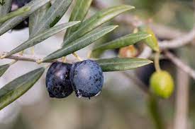 Check spelling or type a new query. Can Olive Trees Grow In Zone 6 Learn About Growing Olive Trees In Zone 6 Gardens
