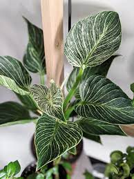 If your finger comes back dry, you need to water your plant. How To Care For Your Beautiful Philodendron Birkin