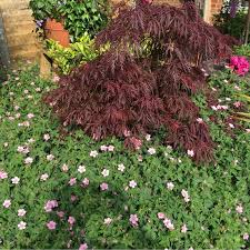 Check spelling or type a new query. Acer Palmatum Red Emperor Japanese Maple Red Emperor In Gardentags Plant Encyclopedia
