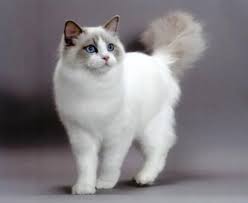Kucing anggora merupakan kucing yang sangat populer di indonesia dan memiliki bulu yang indah dan wajah yang unik menarik dan sangat disukai oleh sebagian besar masyarakat penggemar kucing. Daftar Harga Kucing Persia Dan Anggora Mei 2016 Harga Terlengkap Kucing Ragdoll Kucing Piaraan