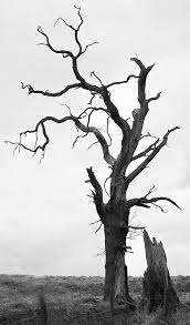404 Not Found Deviantart Tree Drawing Spooky Trees Spooky All the best spooky tree drawing 36+ collected on this page. tree drawing spooky trees