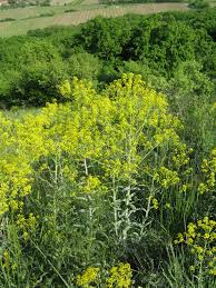 Brit care puppy lamb & rice. Obrazek Isatis Tinctoria Boryt Barvirsky Biolib Cz