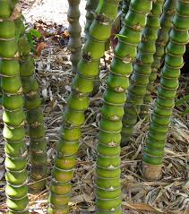 Image result for Bambusa vulgaris