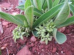 Image result for Pygmaeothamnus zeyheri