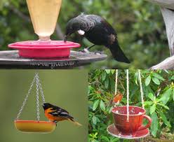 April Bird Of The Month Save Our Green Homemade Bird Feeder Homemade Bird Feeders Bird Feeders Bird House Kits