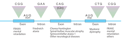 Trinucleotide Repeat Expansion Magazine Science