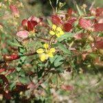 Image result for Janusia