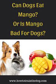 Can Dogs Eat Mango Or Is Mango Bad For Dogs Can Dogs Eat Dog Eating Mango