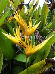 Heliconia Bird Of Paradise Plant Varieties Heliconia Rhizomes For Sale Heliconia Care Plant Group Hawaii Heliconia Plants Ginger Plant