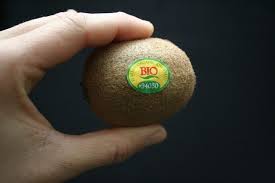 A kiwi fruit cup paper towel a clear plastic container potting soil containers/pots. Pin On Bitki Yetistirme