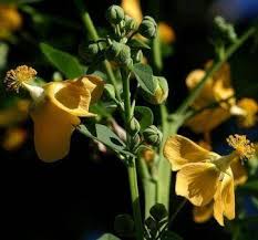 Image result for Abutilon sonneratianum