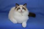 The Bicolor Ragdoll Cat | Ragdoll Cat Colors and Patterns