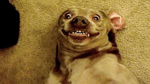 200 pieces of funny animal pictures. Funny Photos Jpg