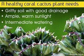 Watering is one of the most important aspects of succulent care. Vital Tips To Grow And Care For A Coral Cactus Plant Gardenerdy